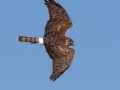 Northern Harrier