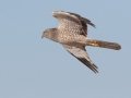 Northern Harrier