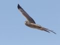 Northern Harrier