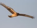 Northern Harrier - Bolsa Chica Ecological Reserve