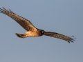 Northern Harrier - Bolsa Chica Ecological Reserve
