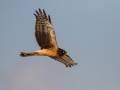Northern Harrier - Bolsa Chica Ecological Reserve