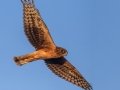 Northern Harrier  -Barnett Ranch Preserve, Ramona