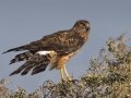 Northern Harrier
