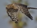 Northern Harrier