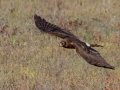 Northern Harrier - Robb Field