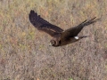 Northern Harrier - Robb Field