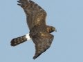 Northern Harrier