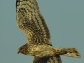 Northern Harrier