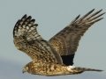 Northern Harrier
