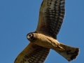 Northern Harrier