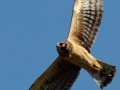 Northern Harrier
