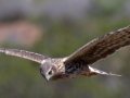 Northern Harrier