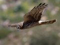 Northern Harrier