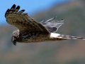 Northern Harrier