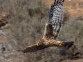Northern Harrier
