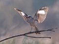 Northern Mockingbird