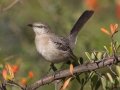 Northern Mockingbird