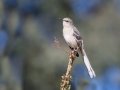 Northern Mockingbird