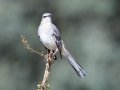 Northern Mockingbird