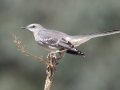 Northern Mockingbird