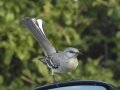Northern Mockingbird