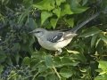 Northern Mockingbird
