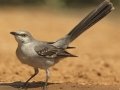Northern Mockingbird