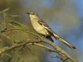 Northern Mockingbird