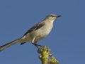 Northern Mockingbird