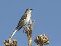 Northern Mockingbird