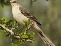 Northern Mockingbird