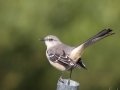 Northern Mockingbird