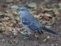 Northern Mockingbird