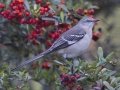 Northern Mockingbird