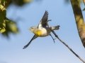 Northern Parula - Santee Lakes