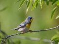 Northern Parula - South Padre Island, TX