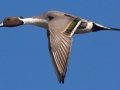 Northern Pintail