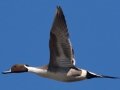 Northern Pintail