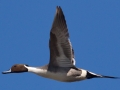 Northern Pintail