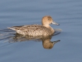 Northern Pintail - Bolsa Chica Ecological Reserve