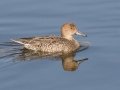 Northern Pintail - Bolsa Chica Ecological Reserve, Bolsa Chica Walk bridge - inner bay, Orange County, California, 11/26/2019