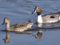 Northern Pintail