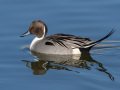 Northern Pintail - Bolsa Chica Walk bridge/inner bay, Orange County, California, 1/13/2017