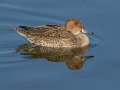 Northern Pintail - Bolsa Chica Walk bridge/inner bay, Orange County, California, 1/13/2017