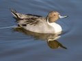 Northern Pintail - Bolsa Chica Ecological Reserve, Bolsa Chica Walk bridge - inner bay, Orange County, California, 11/26/2019