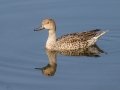 Northern Pintail - Bolsa Chica Ecological Reserve, Bolsa Chica Walk bridge - inner bay, Orange County, California, 11/26/2019