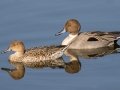 Northern Pintail - Bolsa Chica Ecological Reserve, Bolsa Chica Walk bridge - inner bay, Orange County, California, 11/26/2019