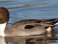 Northern Pintail