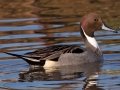 Northern Pintail